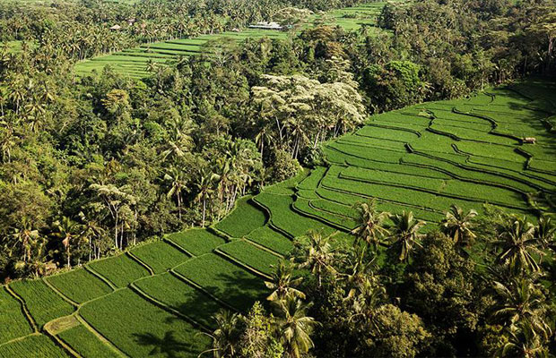 The large field landscape