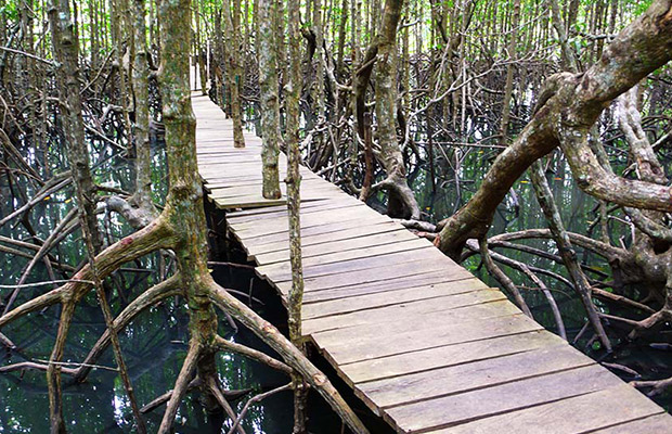 Peam Krasop Mangrove Forest