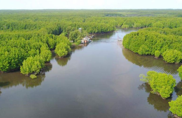 Peam Krasop Mangrove Forest