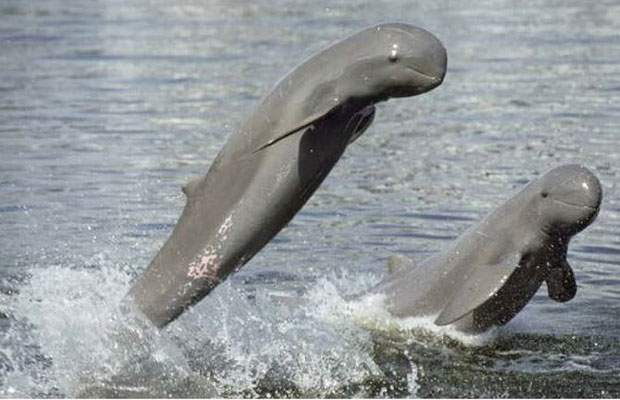 Kampi Dolphin Canyon